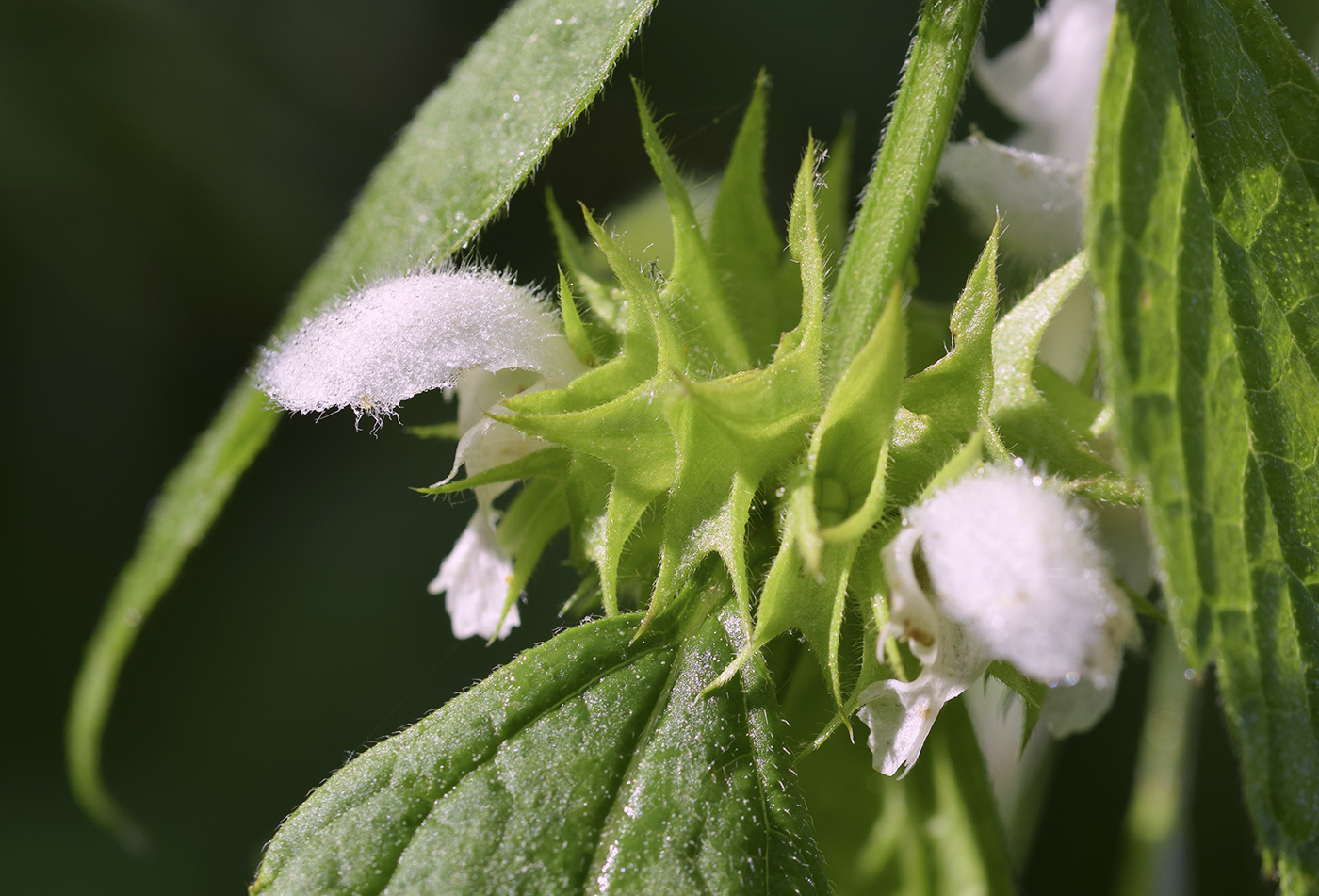Image of Lamium flexuosum specimen.