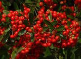 Pyracantha angustifolia