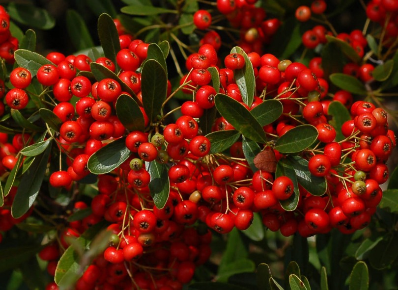 Image of Pyracantha angustifolia specimen.