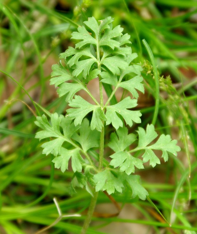 Image of genus Ranunculus specimen.