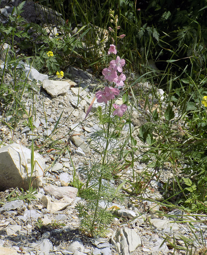 Изображение особи Delphinium ajacis.