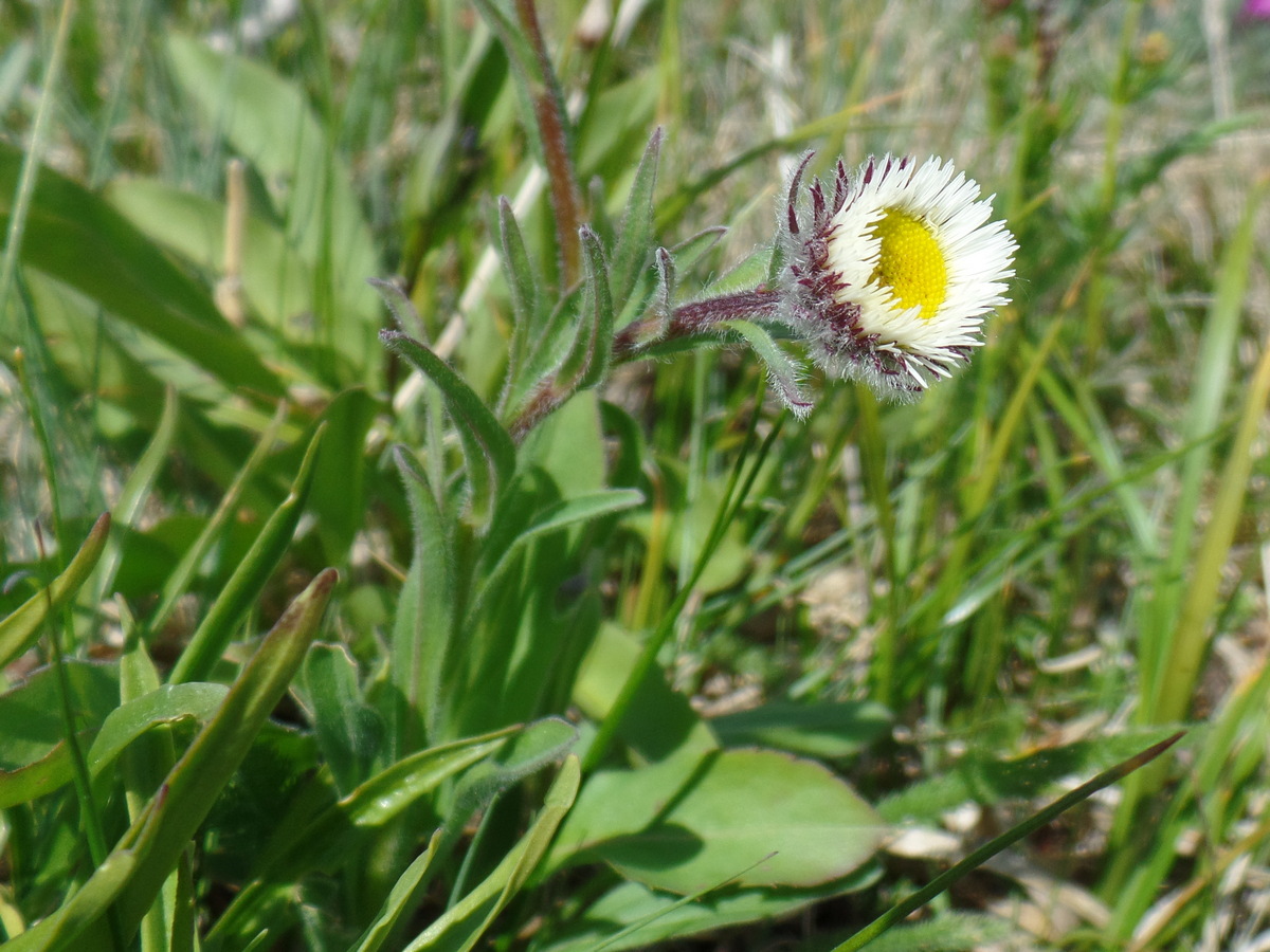 Image of Erigeron eriocalyx specimen.