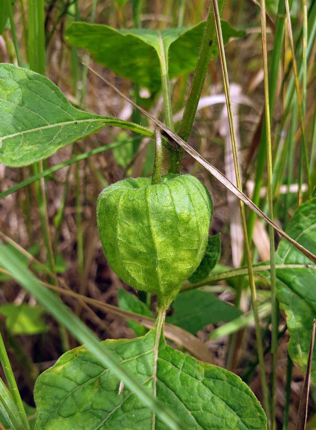 Image of Alkekengi officinarum specimen.