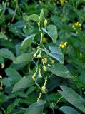 Aristolochia clematitis. Верхушка цветущего растения. Воронежская обл., Лискинский р-н, музей-заповедник \"Дивногорье\", берег р. Тихая Сосна, луг. 02.06.2019.