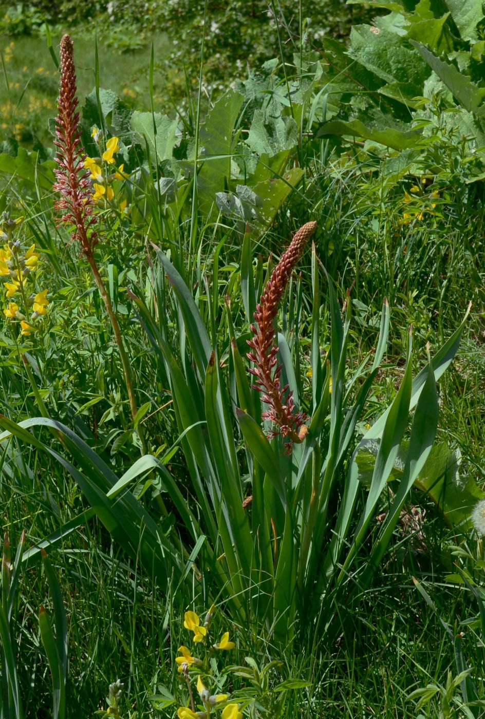 Image of Eremurus regelii specimen.