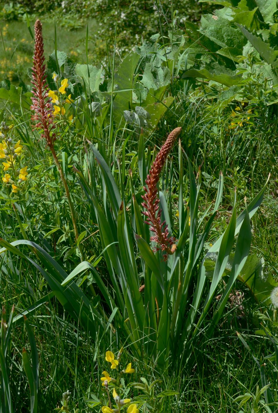 Изображение особи Eremurus regelii.