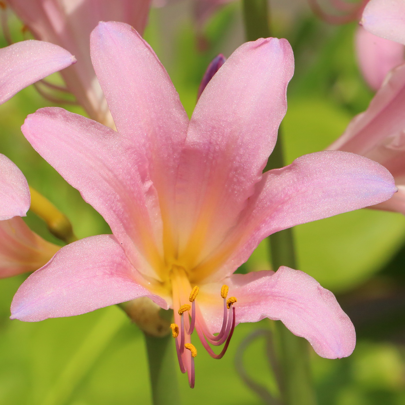 Image of Lycoris squamigera specimen.