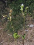 Cerastium glutinosum