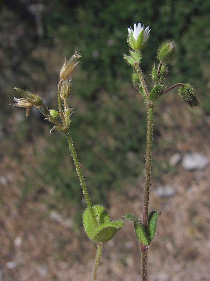 Изображение особи Cerastium glutinosum.