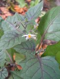 Solanum nigrum