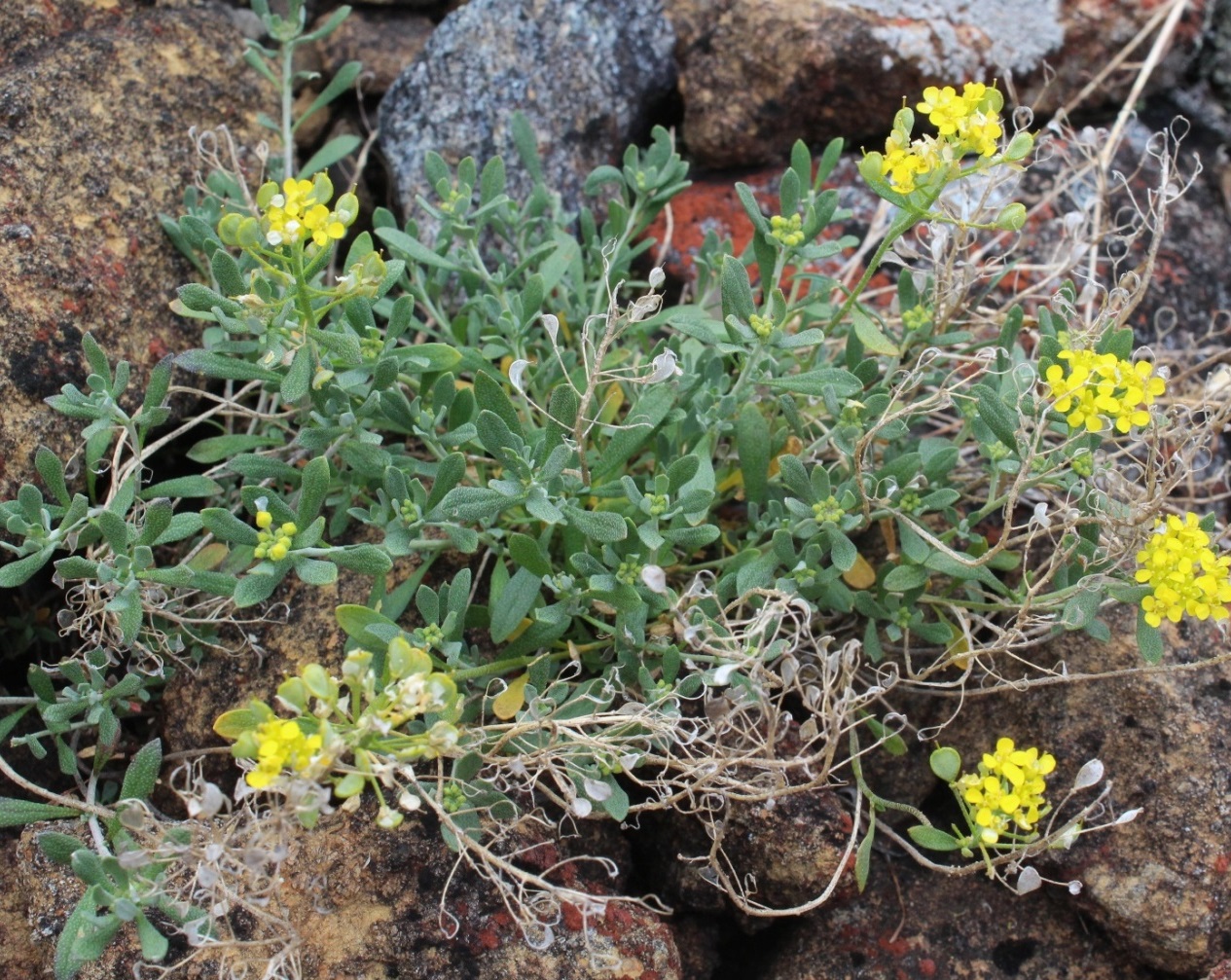 Image of Odontarrhena obovata specimen.