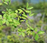 Lonicera caerulea. Часть ветви с плодами. Приморский край, Партизанский р-н, гора Ольховая, выс 1615 м н.у.м., каменистый склон, среди кустарников. 30.07.2020.