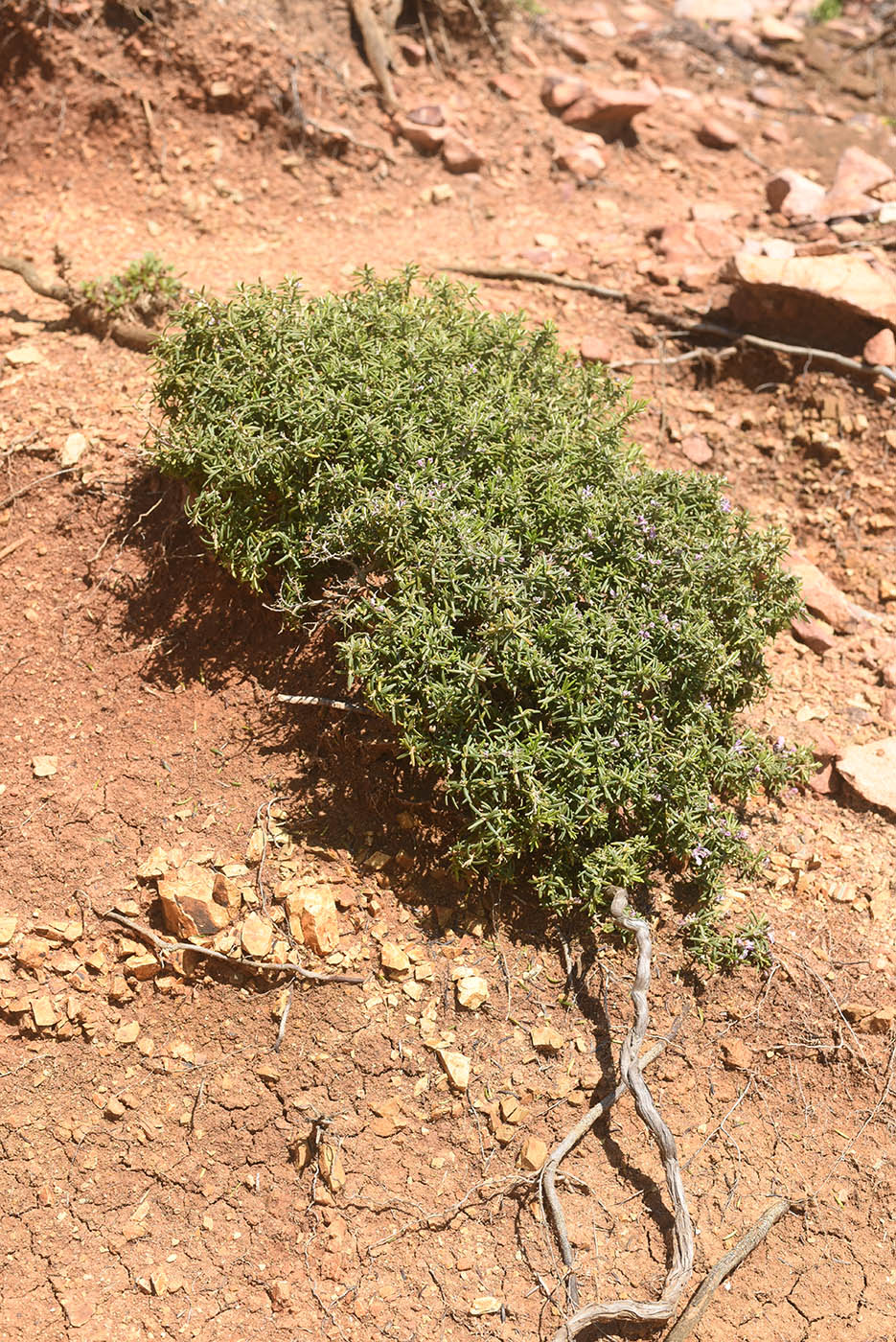 Изображение особи Erica australis.