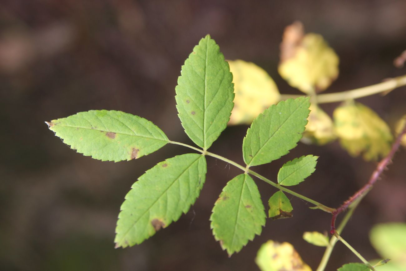 Image of Rosa acicularis specimen.