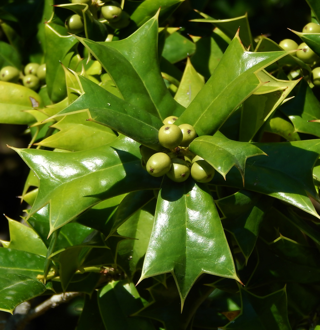 Изображение особи Ilex cornuta.