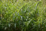 Urtica dioica