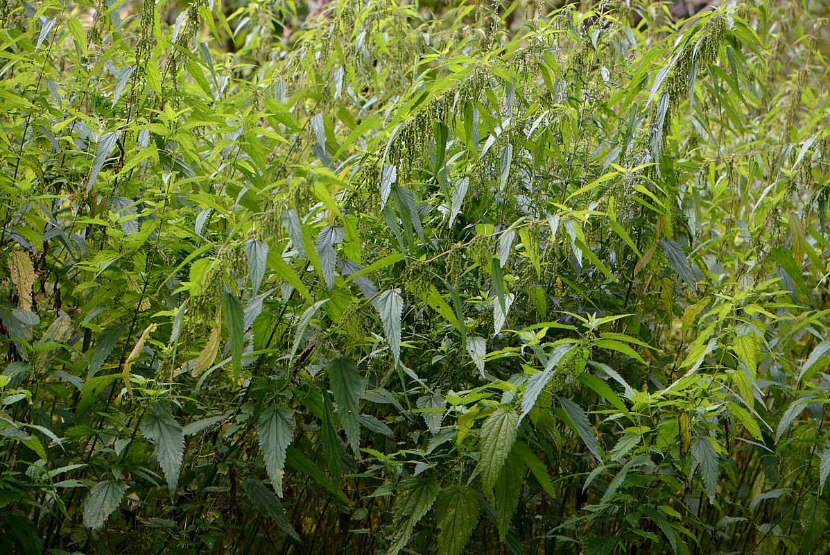 Image of Urtica dioica specimen.