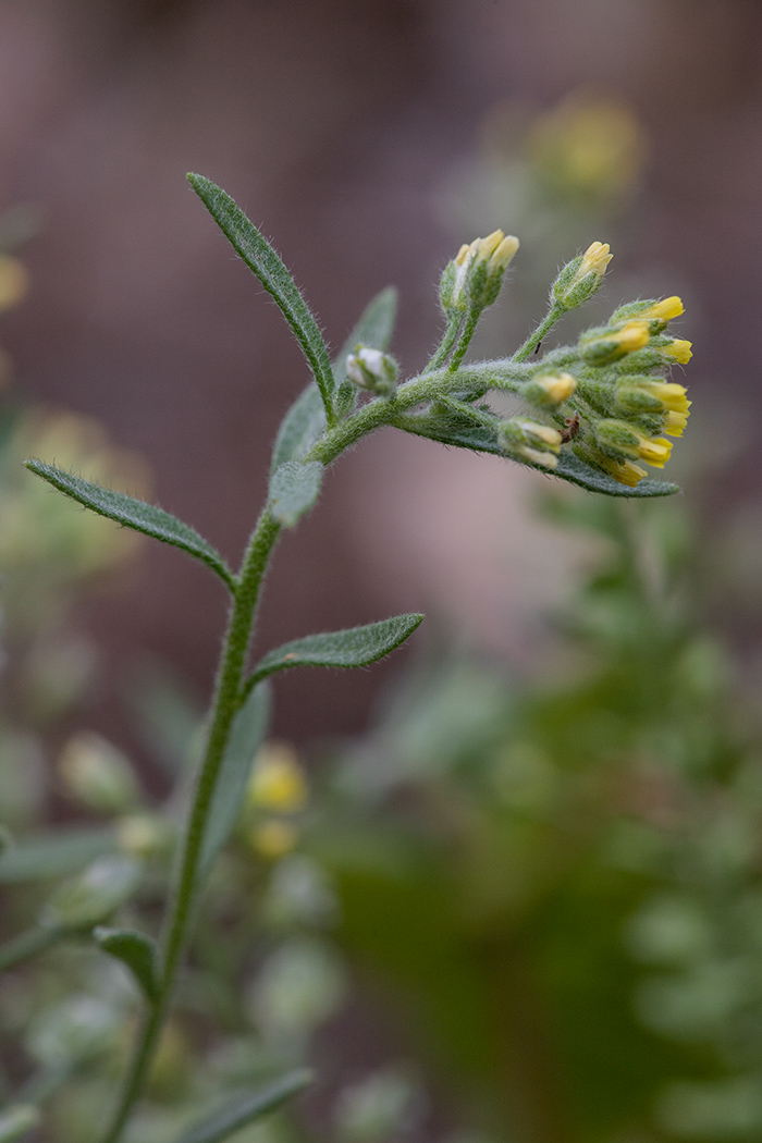 Image of genus Alyssum specimen.