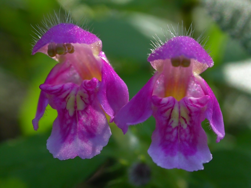 Image of Galeopsis pubescens specimen.