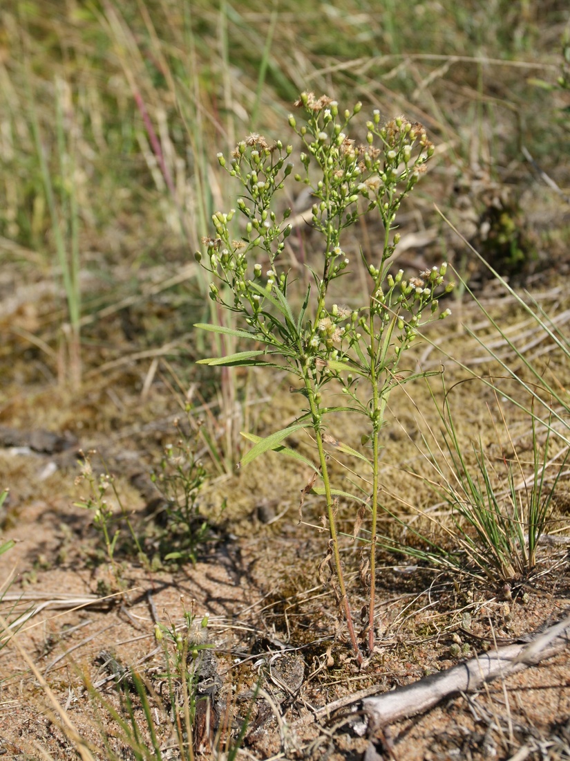 Image of Conyza canadensis specimen.