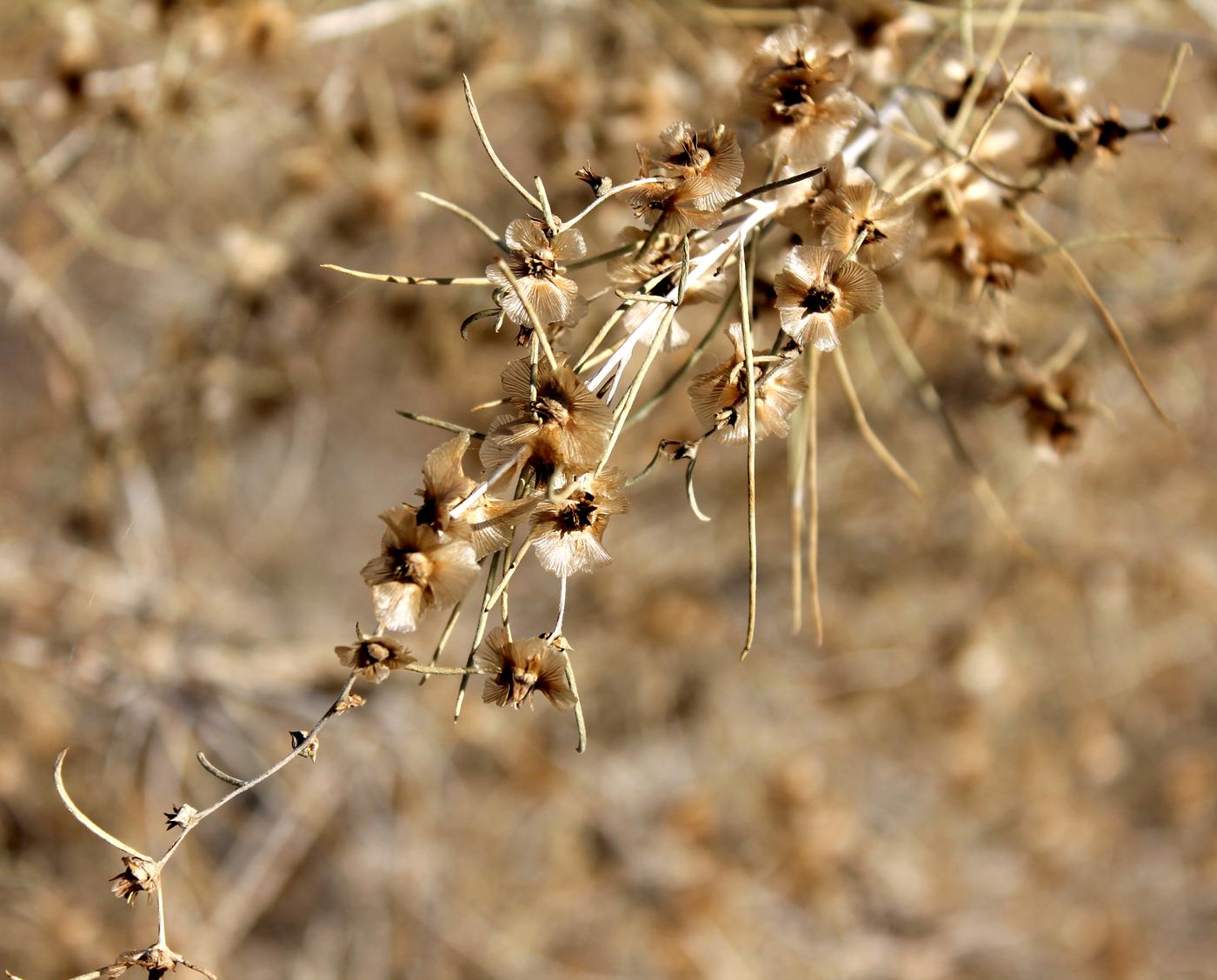 Изображение особи Salsola richteri.