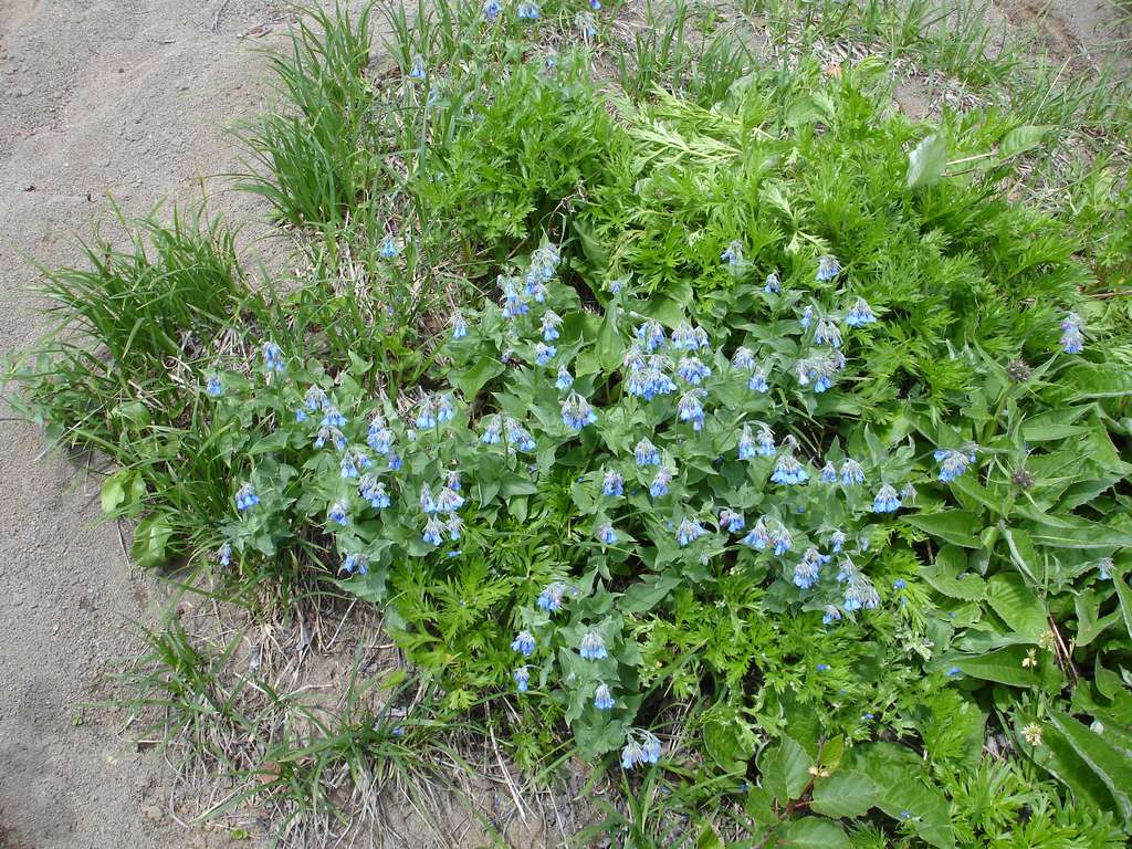 Image of Mertensia pubescens specimen.
