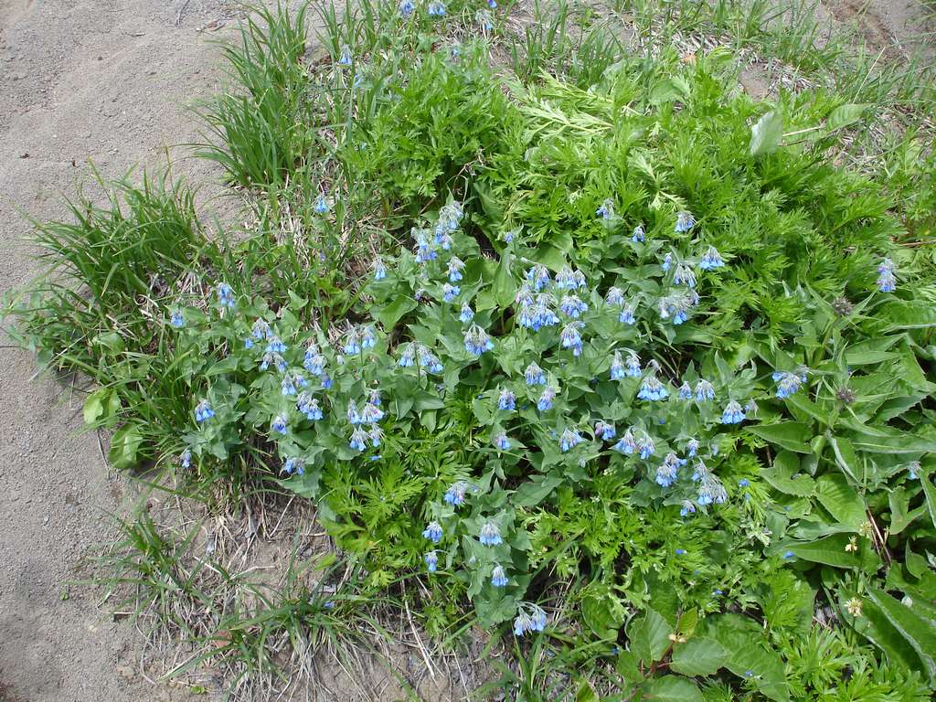 Изображение особи Mertensia pubescens.