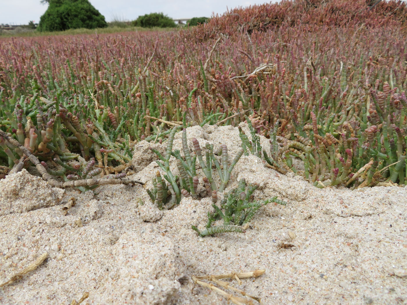 Изображение особи Salicornia natalensis.