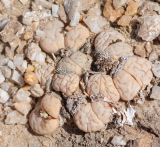 Lithops ruschiorum