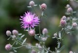 Centaurea stoebe