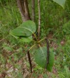 Populus longifolia. Верхушка побега с пораженными листовёрткой листьями. Тверская обл., Весьегонск, Приморский парк, берег р. Молога. 11 июня 2020 г.