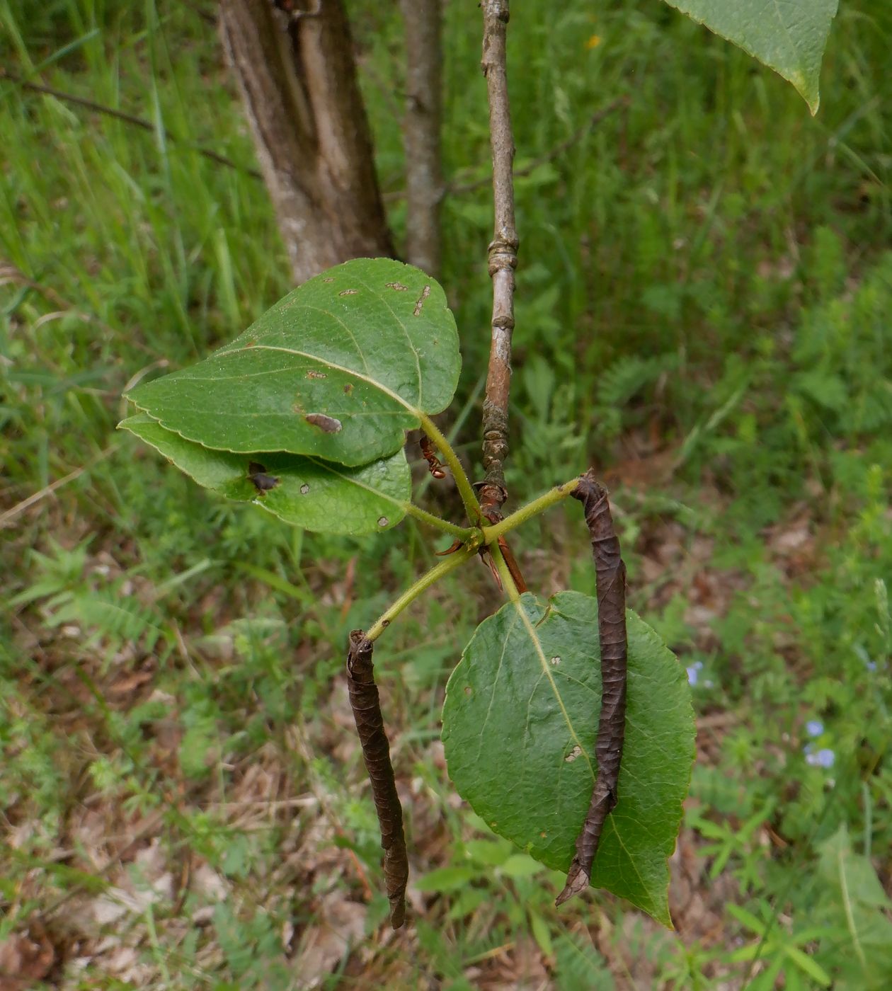 Image of Populus longifolia specimen.