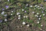 Crocus vernus