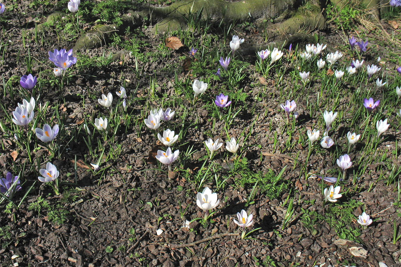 Изображение особи Crocus vernus.