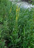 Verbascum nigrum