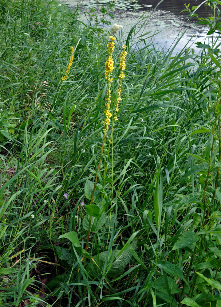 Изображение особи Verbascum nigrum.