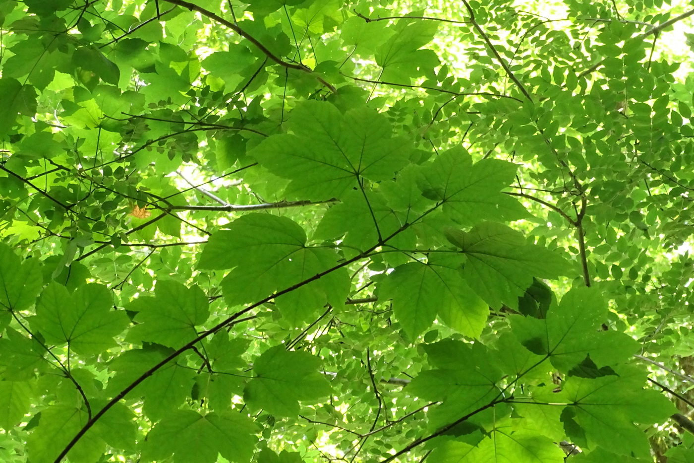 Image of Acer pseudoplatanus specimen.