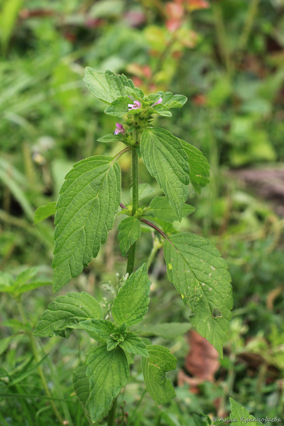Image of Galeopsis bifida specimen.