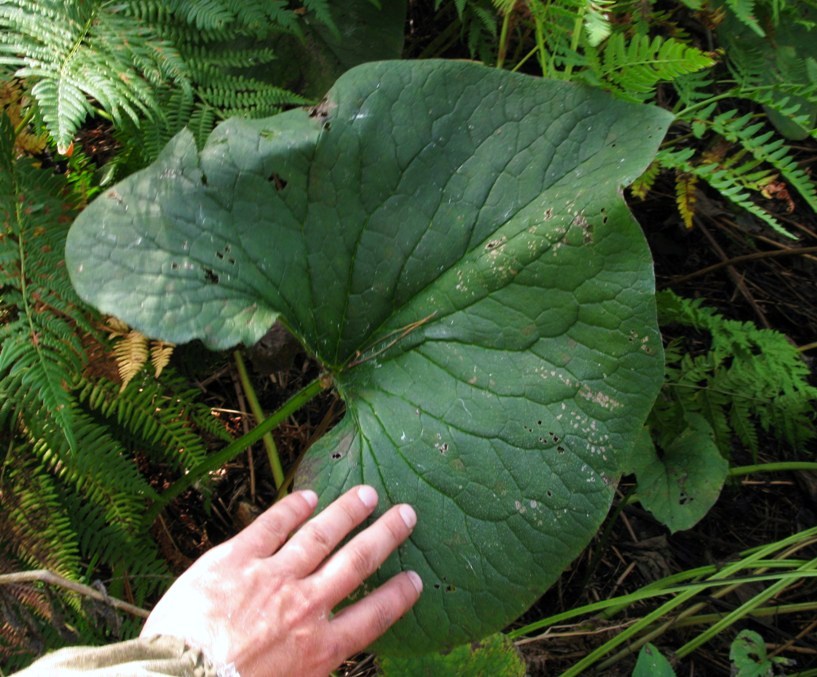 Image of Brunnera sibirica specimen.
