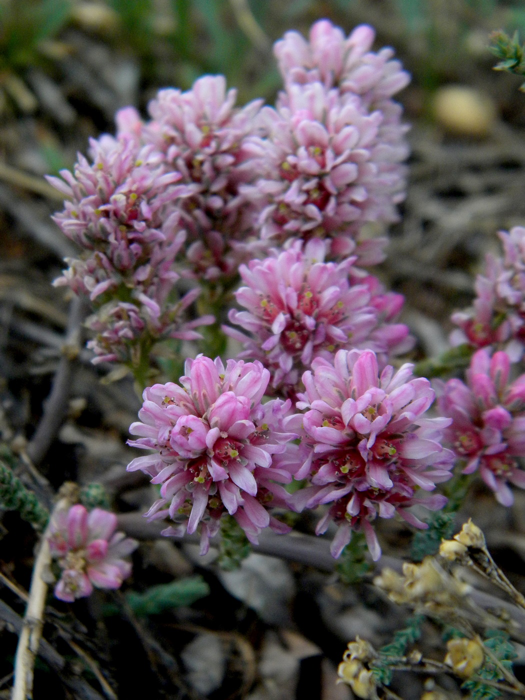 Image of Myricaria davurica specimen.