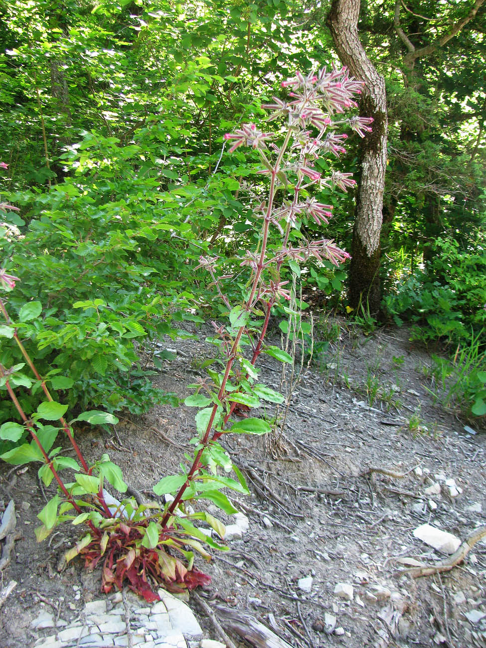 Image of Saponaria glutinosa specimen.