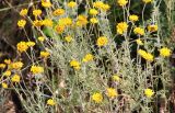 Anthemis tinctoria. Верхушки побегов с соцветиями. Краснодарский край, Темрюкский р-н, окр. станицы Голубицкая, берег Азовского моря, полоса растительности между песчано-ракушечным пляжем и береговым обрывом. 11.06.2019.