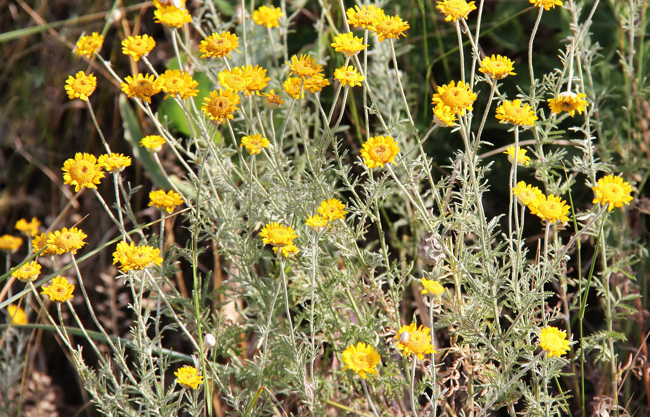 Изображение особи Anthemis tinctoria.