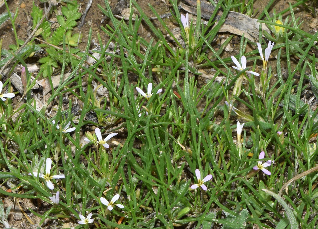 Изображение особи Leptaleum filifolium.