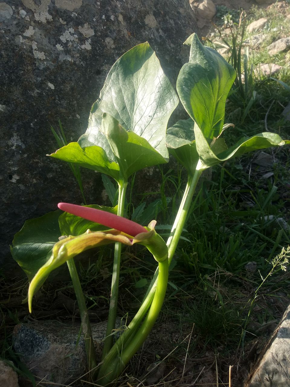 Image of Arum korolkowii specimen.