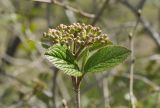 Viburnum burejaeticum. Верхушка побега с соцветием в бутонах. Приморский край, Шкотовский р-н, окр. с. Новонежино, берег ручья. 11.05.2021.