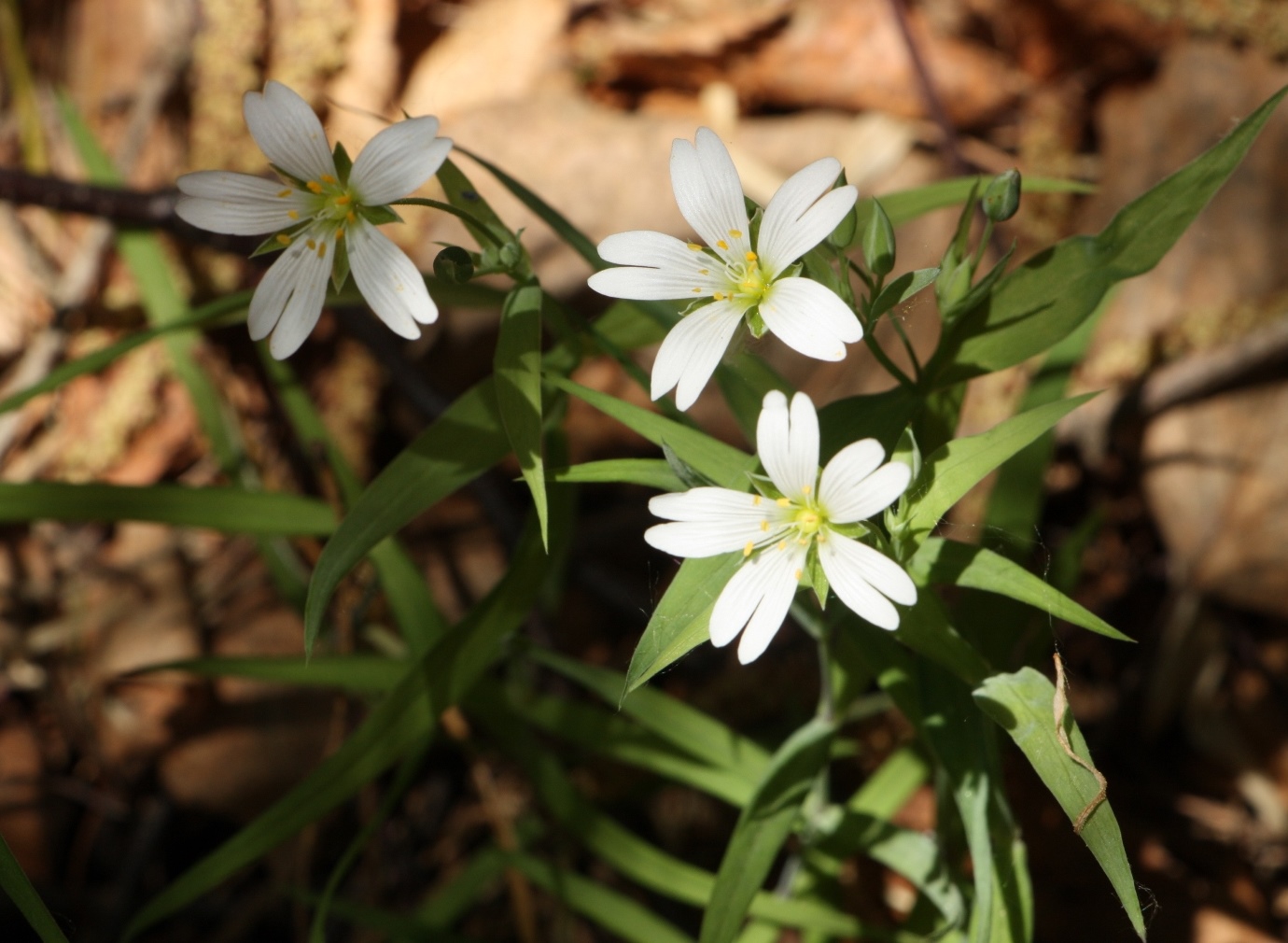 Image of Stellaria holostea specimen.