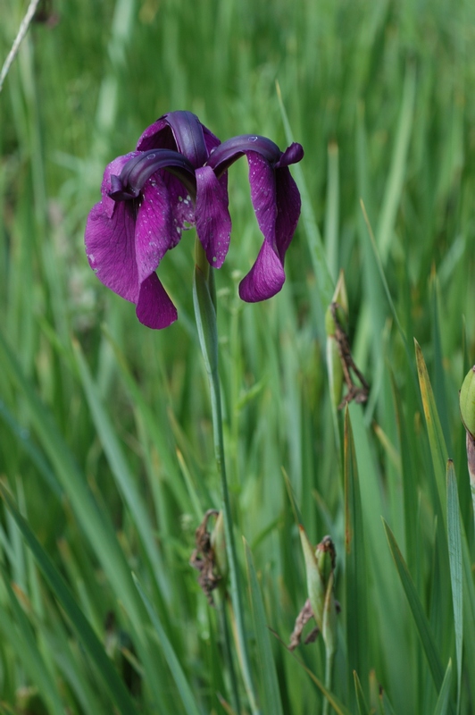 Изображение особи Iris ensata.