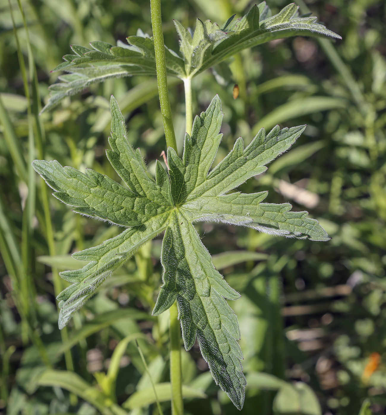 Изображение особи Geranium pseudosibiricum.