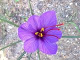 Crocus sativus